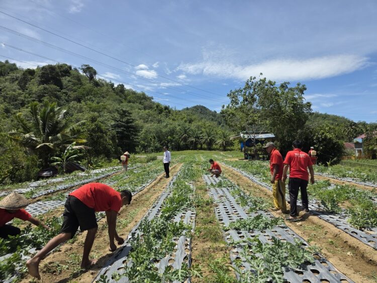Fase Perawatan Intensif: Warga Binaan Pemasyarakatan (WBP) Lapas Kelas IIB Padangsidimpuan tengah melakukan perawatan intensif bibit semangka tahap II yang telah berusia satu bulan.(Doc/Foto : Humas Lapassid)